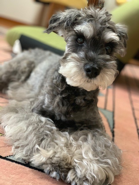 髭犬ご長寿表彰19 髭犬祭公式サイト